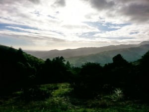 Muir Woods 1