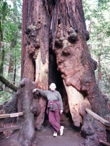 Muir Woods