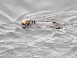 Esalen otter
