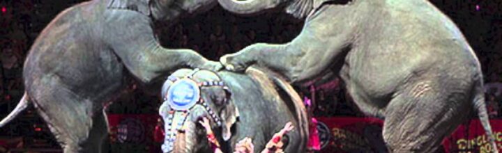 Elephants & Perspective